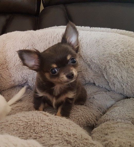 Chihuahua Puppies For Sale Newark Avenue, NJ 259072