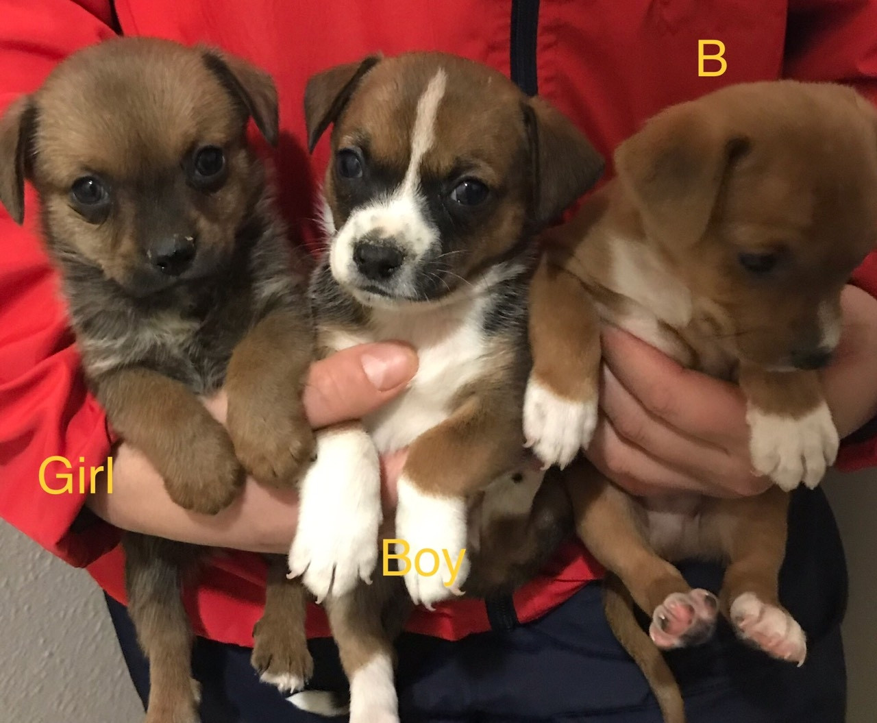 Chihuahua Puppies For Sale WA 260678 Petzlover