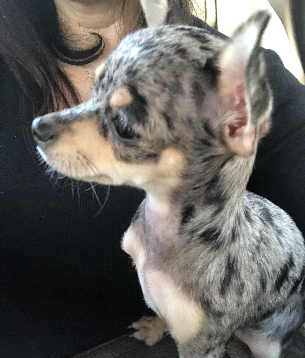 Chihuahua Puppies For Sale Miami Lakes, FL 261629