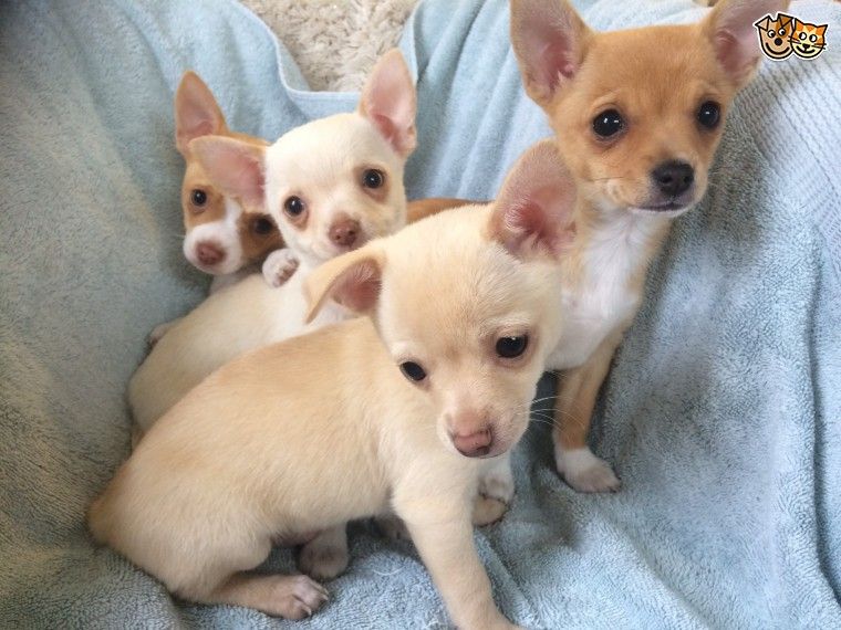 Chihuahua Puppies For Sale Florida Street, NJ 261647
