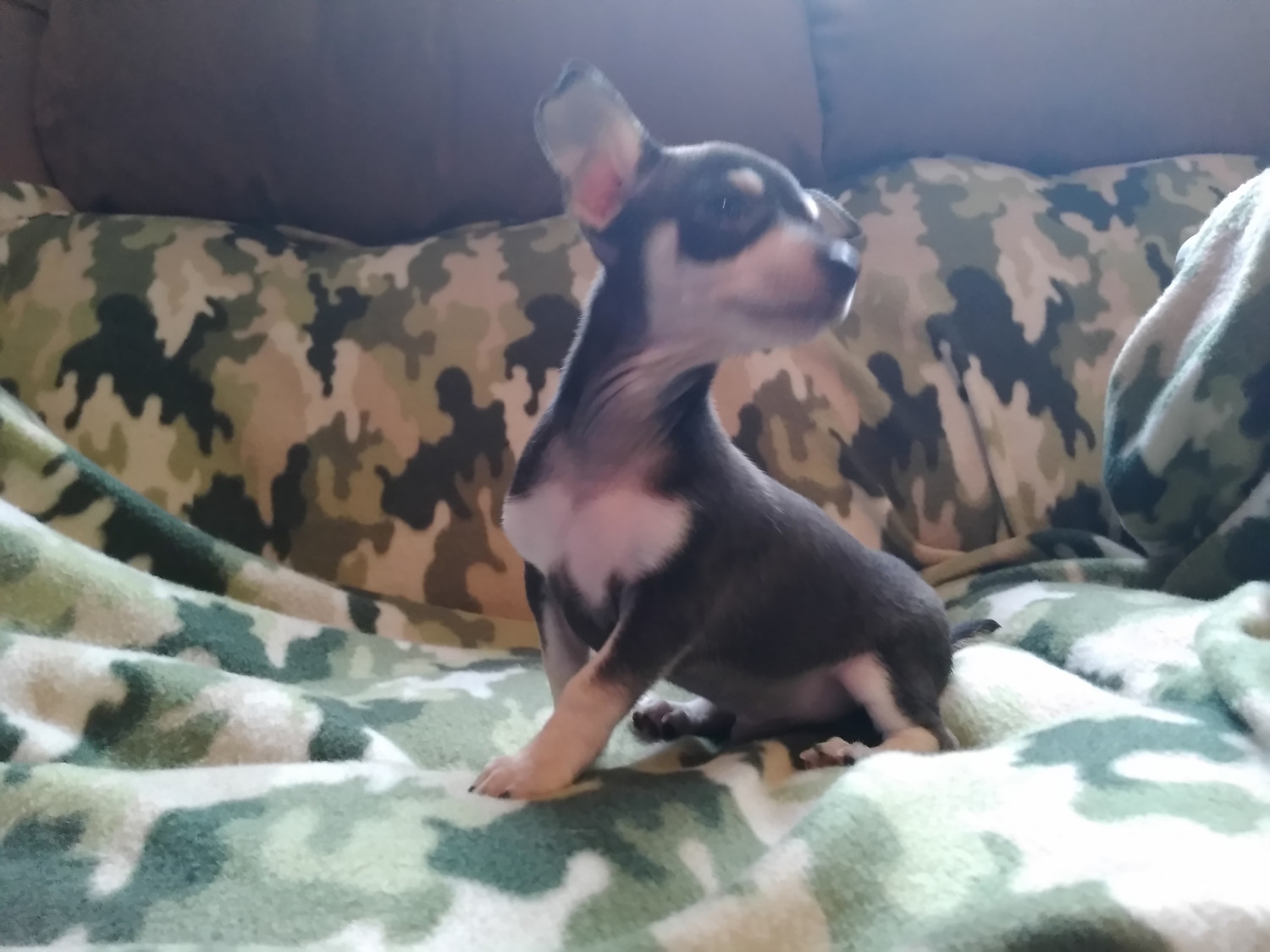 Chihuahua Puppies For Sale Bushnell, FL 263354