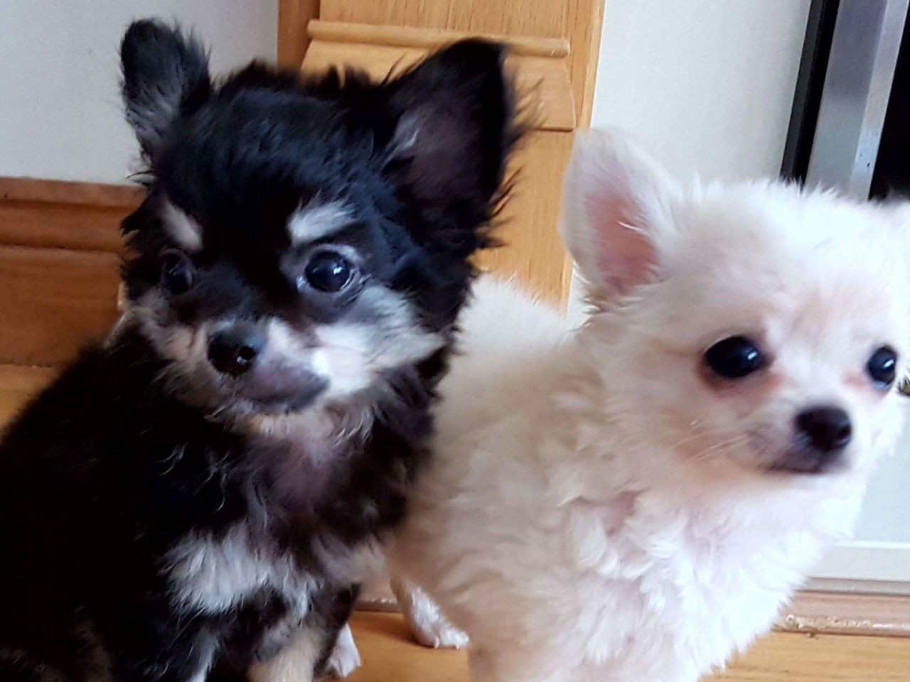 Chihuahua Puppies For Sale San Pedro Avenue, San Antonio