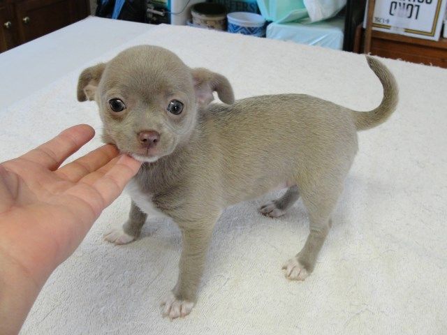 Chihuahua Puppies For Sale | Costa Mesa, CA #266567