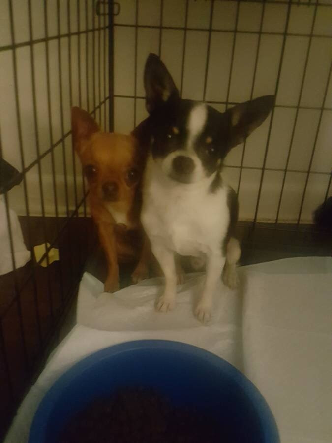 Chihuahua Puppies For Sale San Antonio, TX 271343