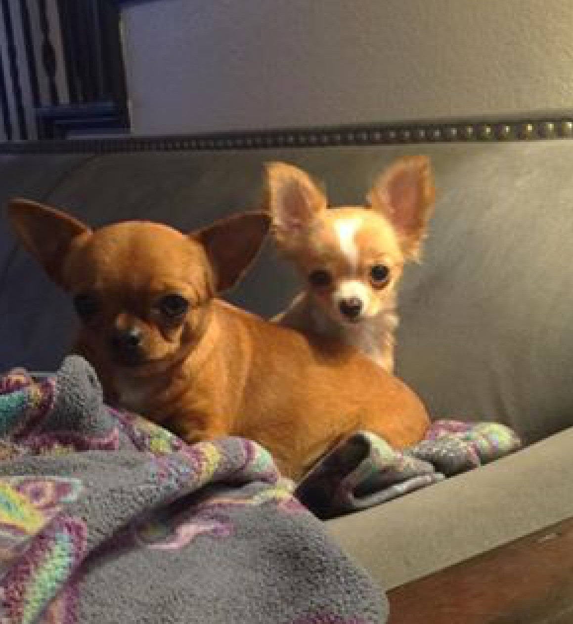 Chihuahua Puppies For Sale San Antonio, TX 271343