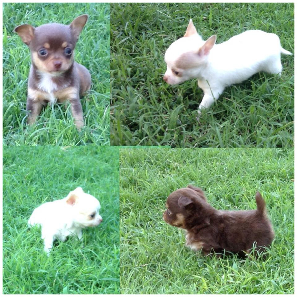 Chihuahua Puppies For Sale Abilene, KS 272130 Petzlover