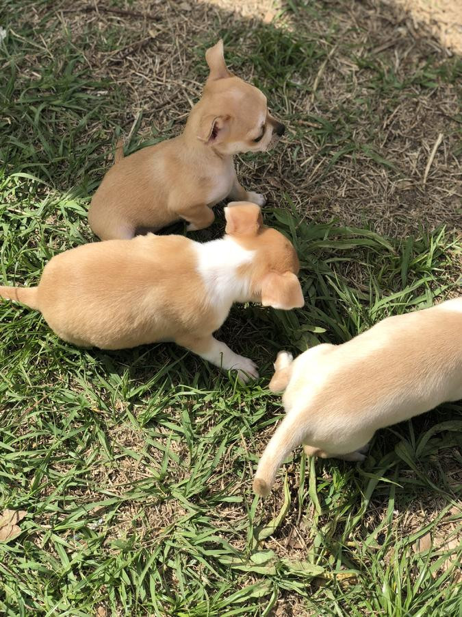 Chihuahua Puppies For Sale Phoenix, AZ 272362 Petzlover