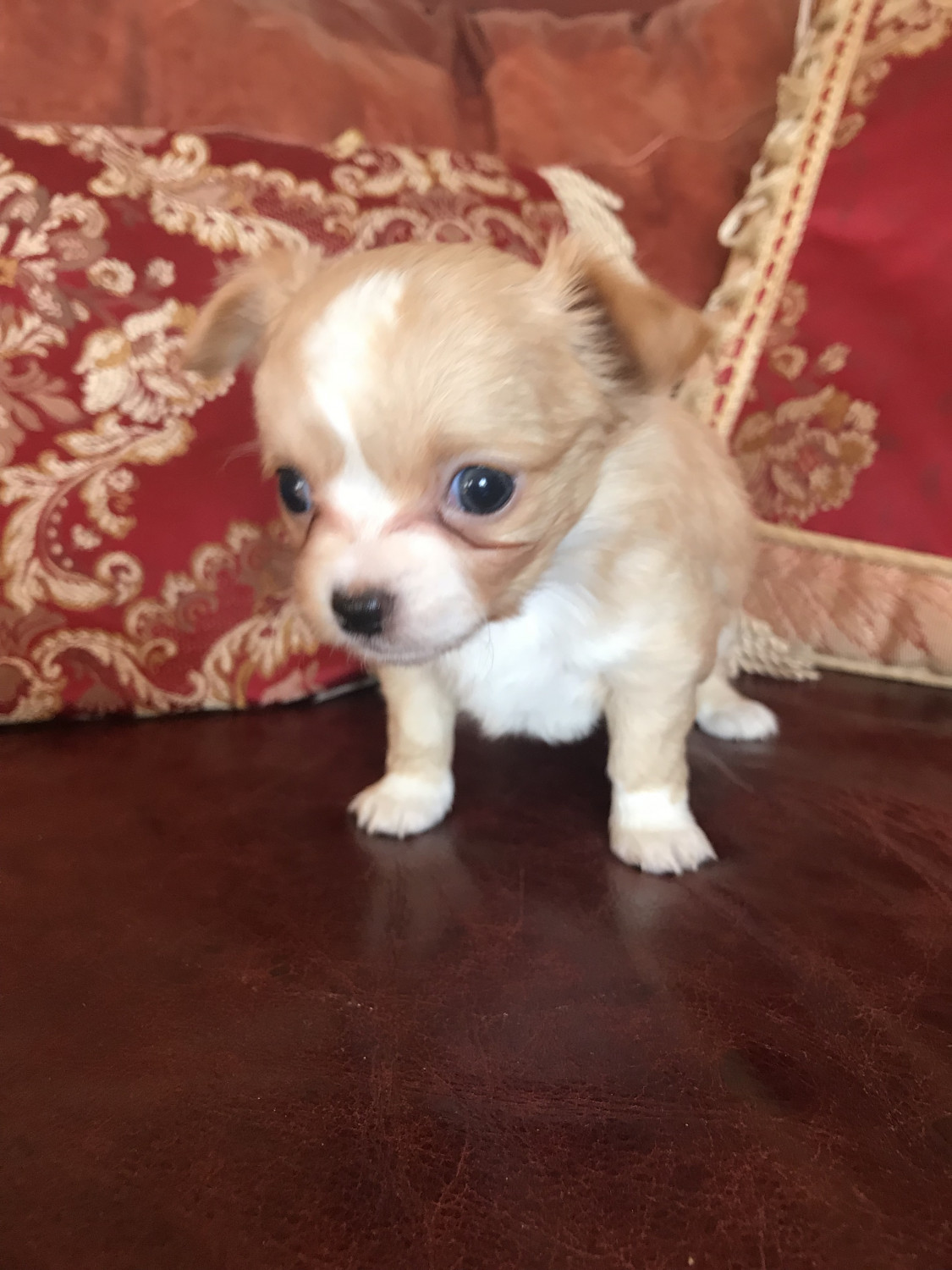 Chihuahua Puppies For Sale Roanoke, VA 273323 Petzlover