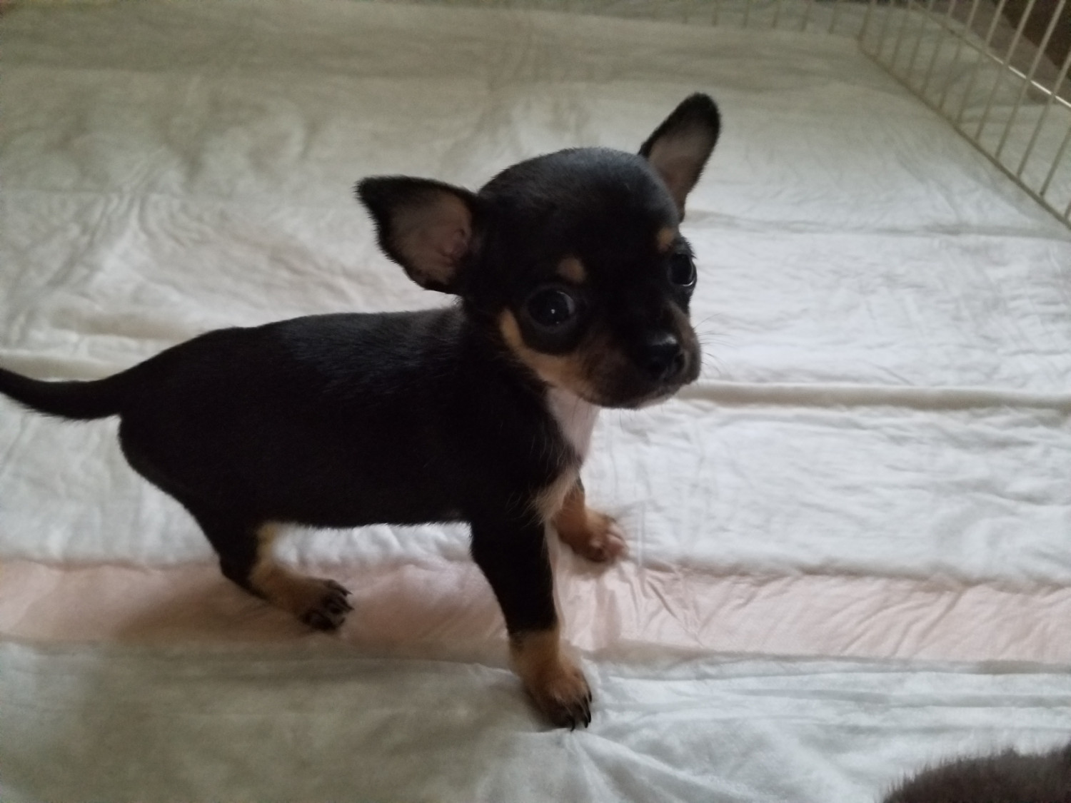 Chihuahua Puppies For Sale Arlington, WA 275058