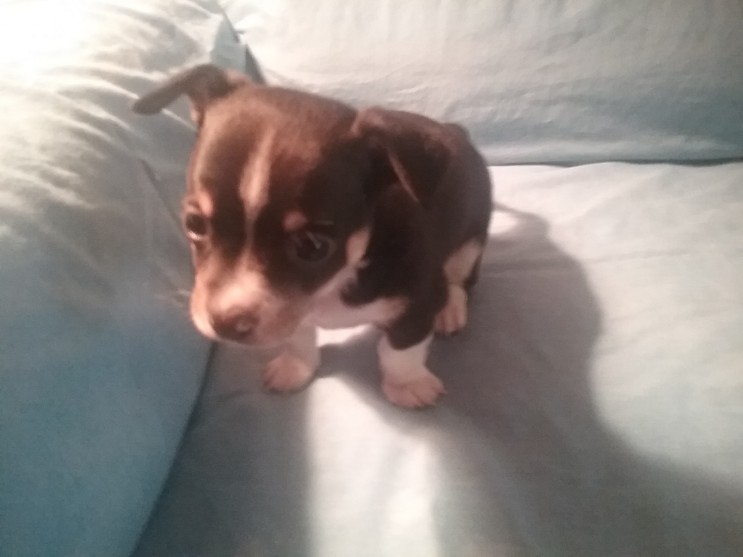 Chihuahua Puppies For Sale Huntsville, TX 275398