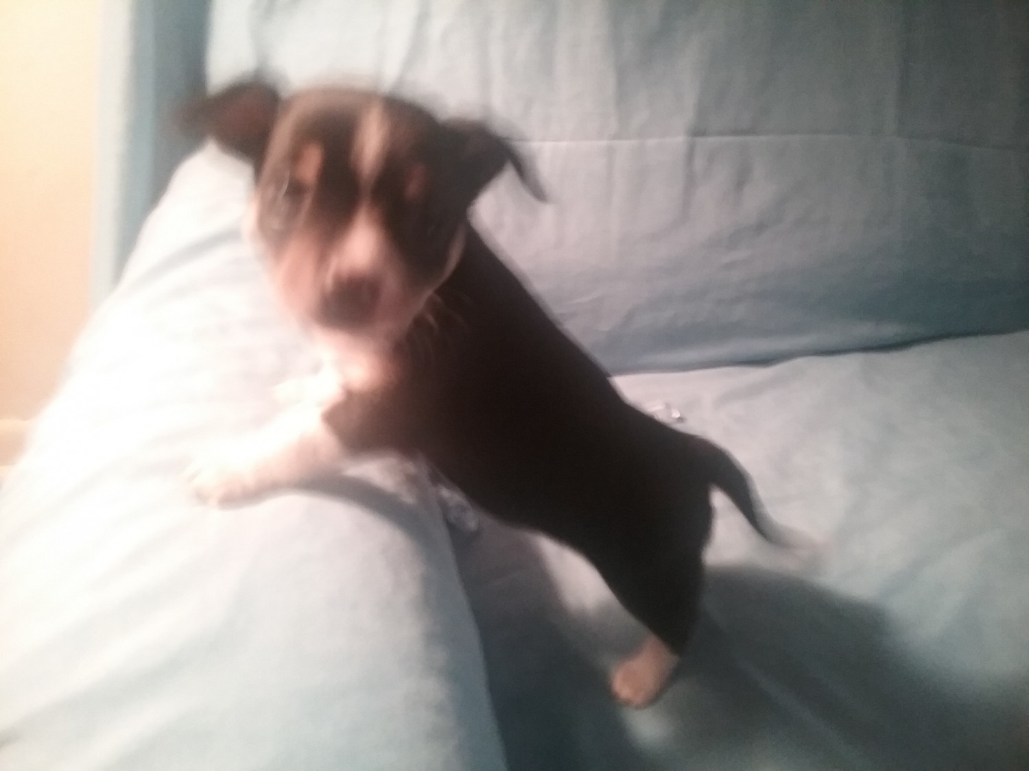 Chihuahua Puppies For Sale Huntsville, TX 275398