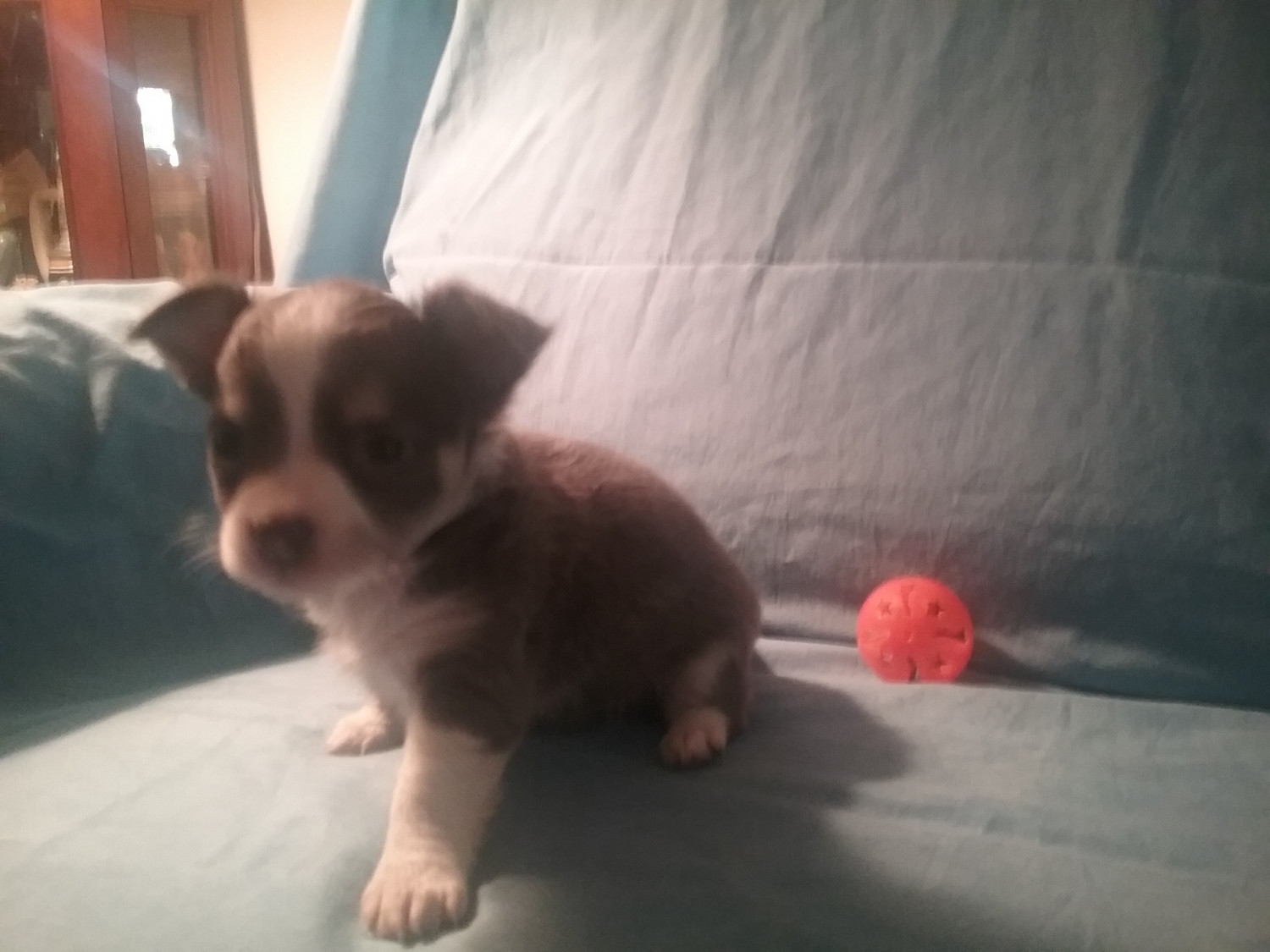 Chihuahua Puppies For Sale Huntsville, TX 275434
