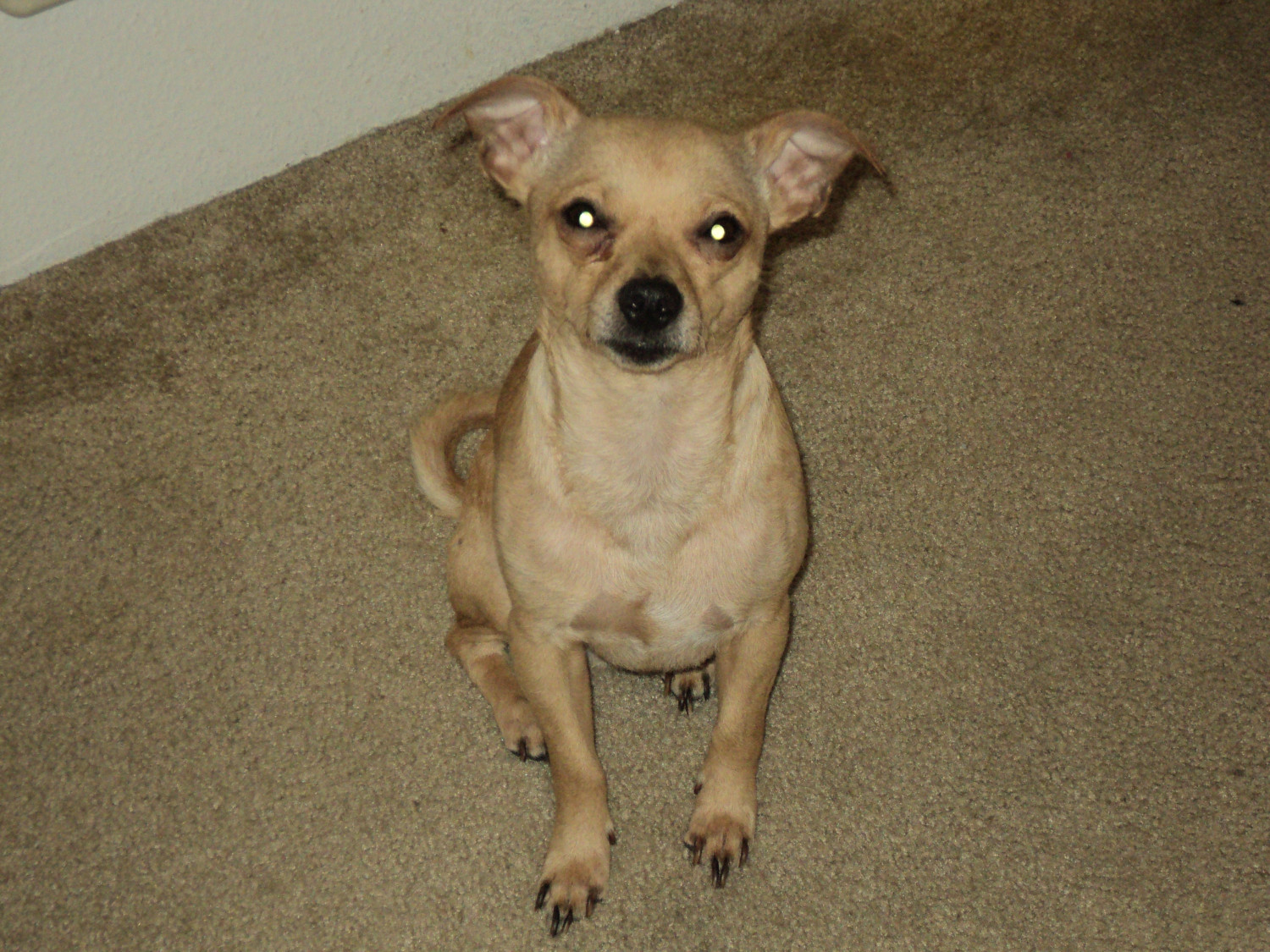 Chihuahua Puppies For Sale Portland, OR 276236