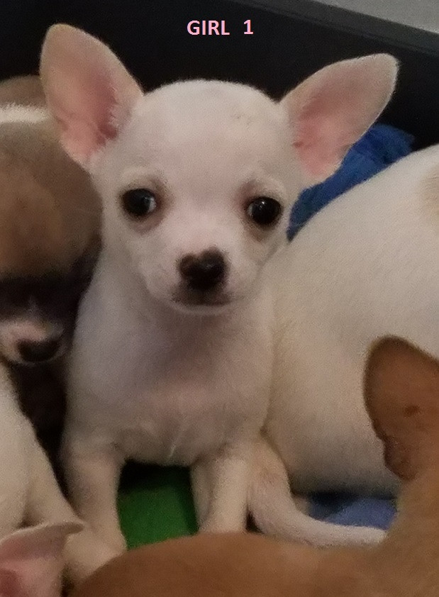 Chihuahua Puppies For Sale Virginia Beach, VA 276683