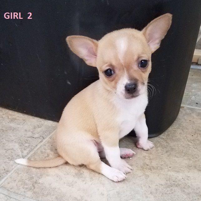 Chihuahua Puppies For Sale Virginia Beach, VA 276683
