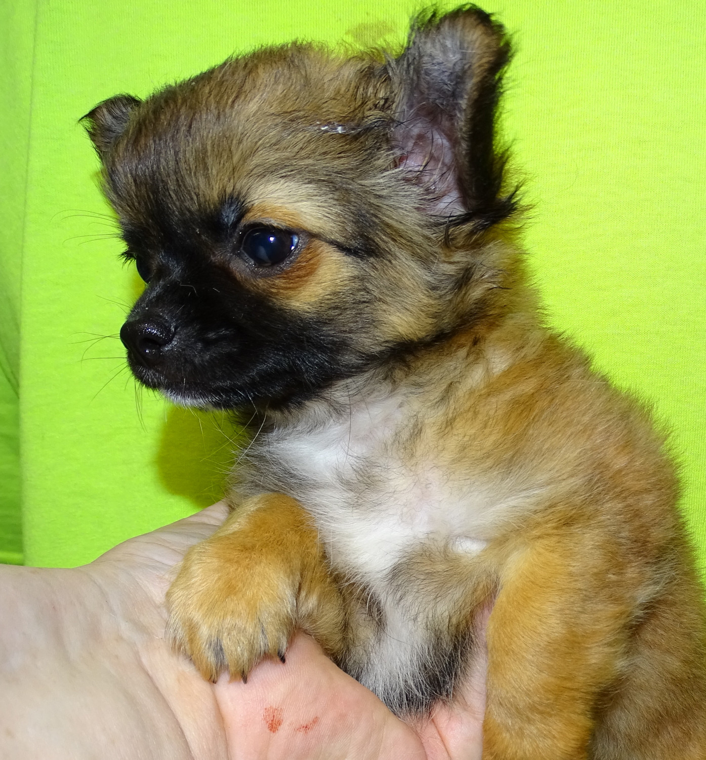 Chihuahua Puppies For Sale Abilene, KS 277572 Petzlover