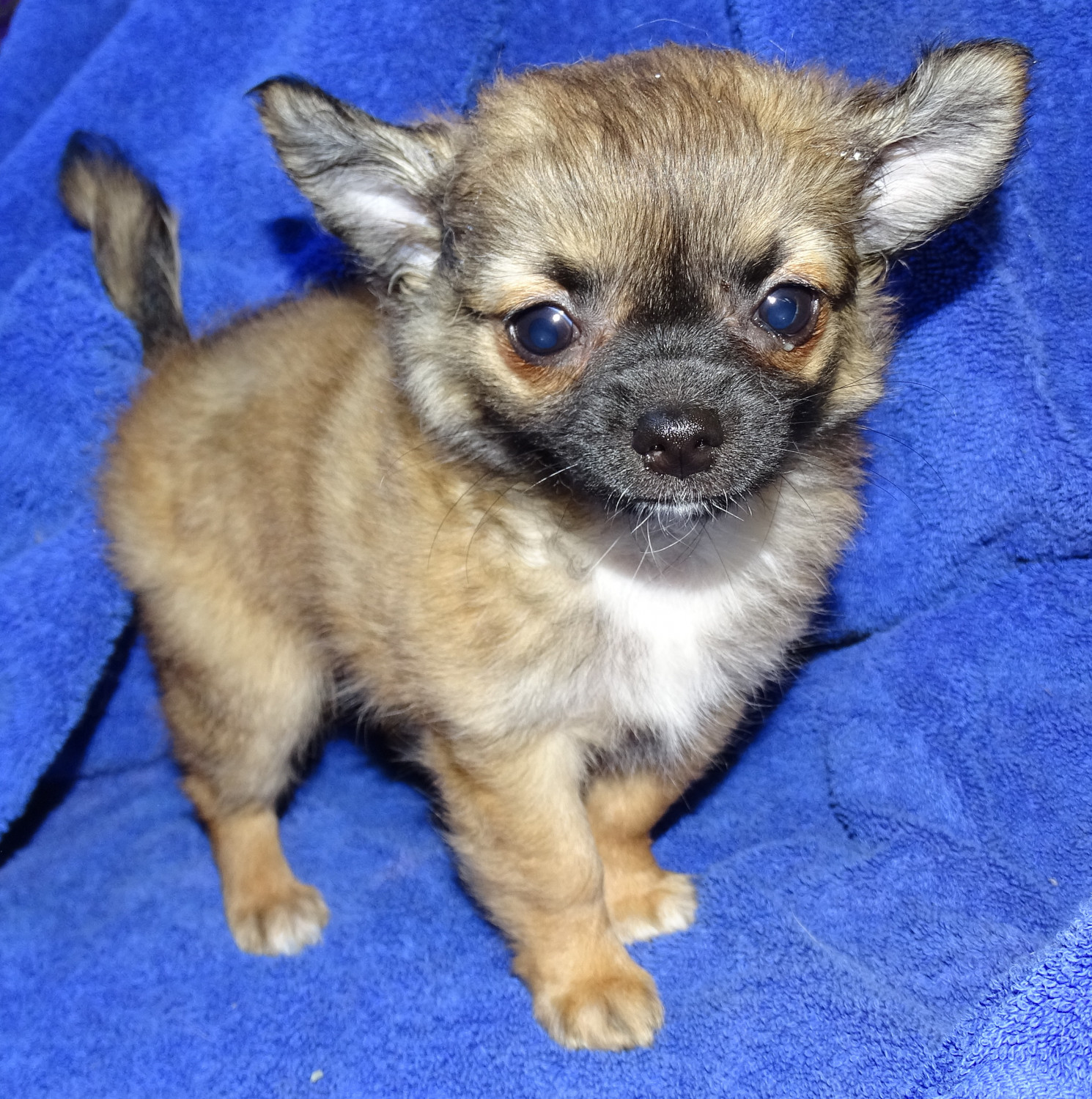 Chihuahua Puppies For Sale Abilene, KS 277572 Petzlover
