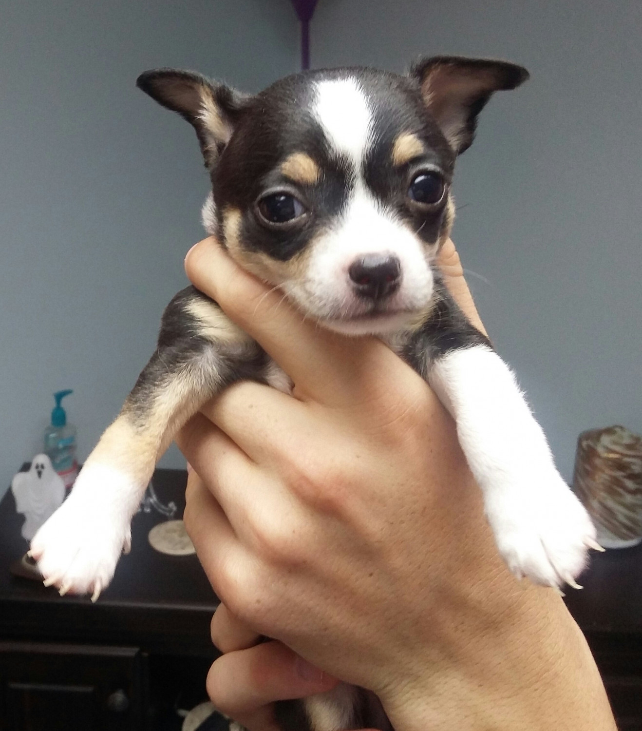 Chihuahua Puppies For Sale Lenoir, NC 278944 Petzlover