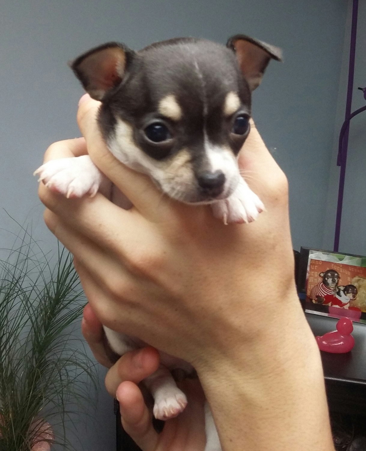 Chihuahua Puppies For Sale Lenoir, NC 278944 Petzlover
