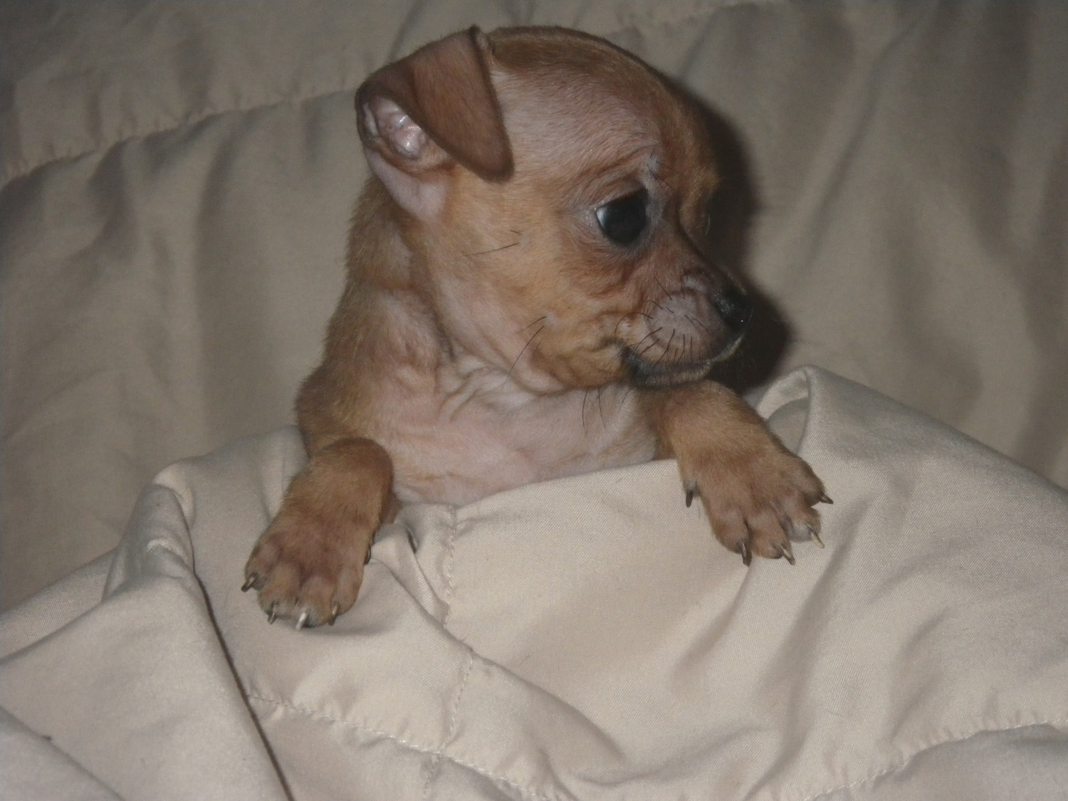 Chihuahua Puppies For Sale Mankato, MN 282143 Petzlover