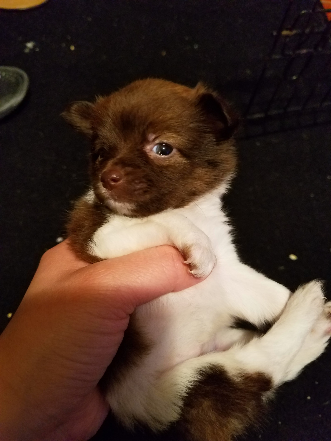 Chihuahua Puppies For Sale Houston, TX 282481 Petzlover