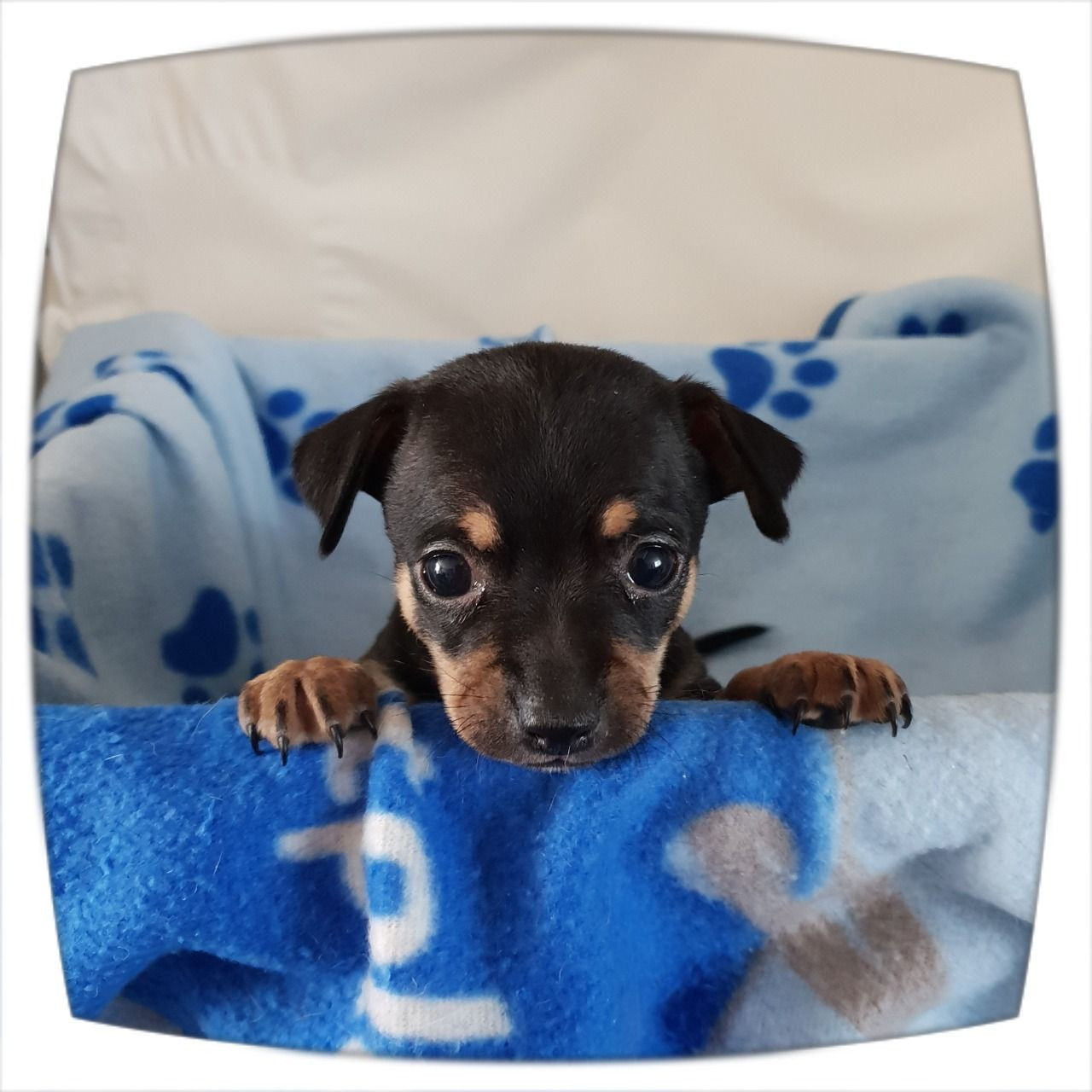 Chihuahua Puppies For Sale Newark, NJ 285373 Petzlover