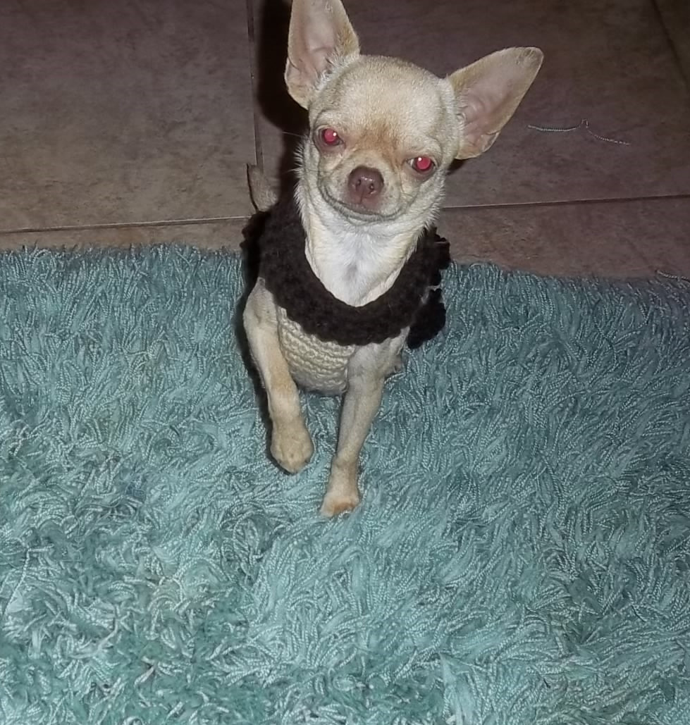 Chihuahua Puppies For Sale Surprise, AZ 285529