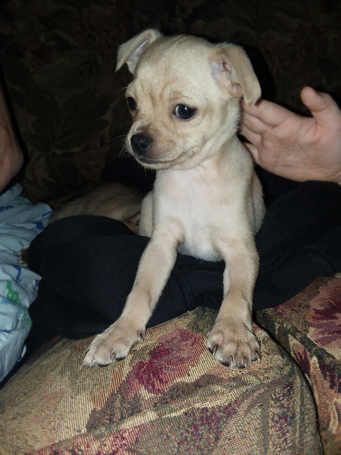Chihuahua Puppies For Sale Akron, OH 286515 Petzlover