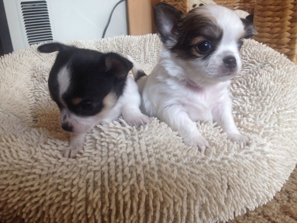 Chihuahua Puppies For Sale San Diego, CA 286937