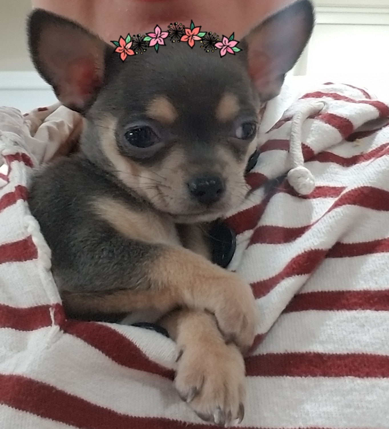 Chihuahua Puppies For Sale New Milford, NJ 286971