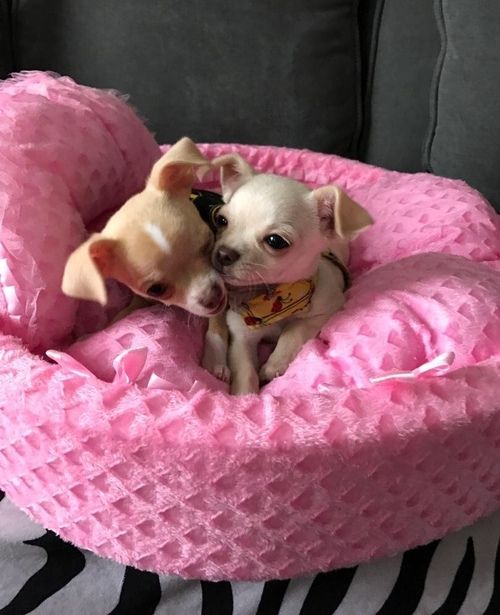 Chihuahua Puppies For Sale Petaluma, CA 288049
