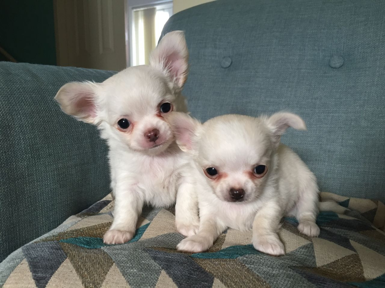 Chihuahua Puppies For Sale Colorado Springs, CO 288590