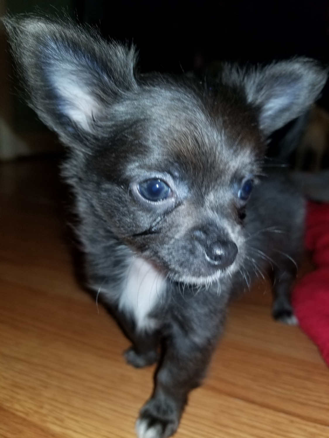 Chihuahua Puppies For Sale Lexington, KY 289137