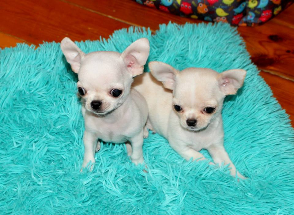 Chihuahua Puppies For Sale Miami, FL 289646 Petzlover