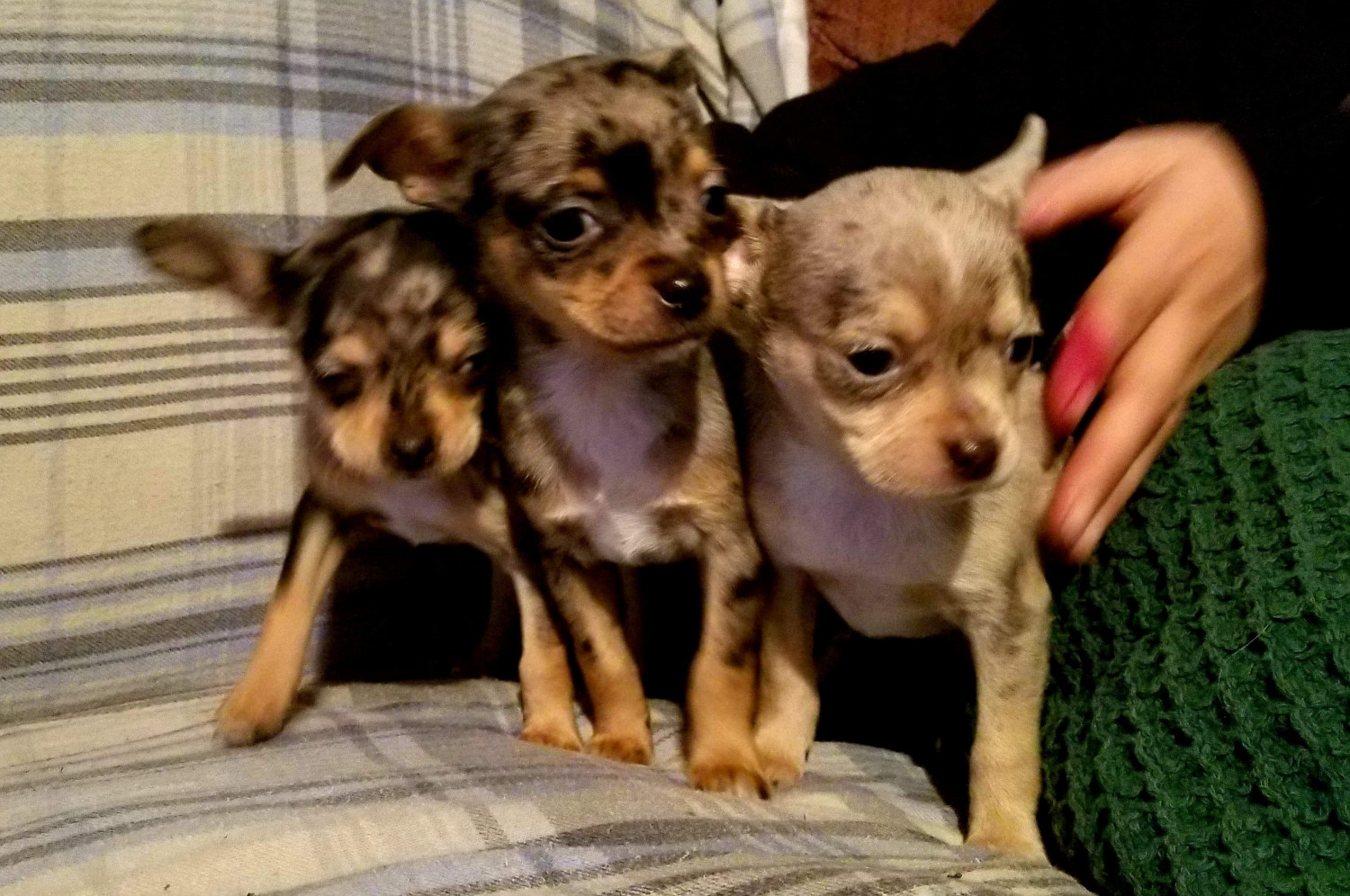 Chihuahua Puppies For Sale Erie, PA 289817 Petzlover