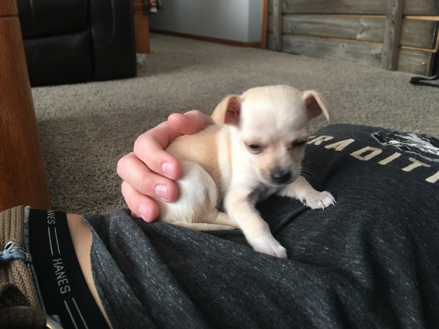 Chihuahua Puppies For Sale Monticello, MN 289927