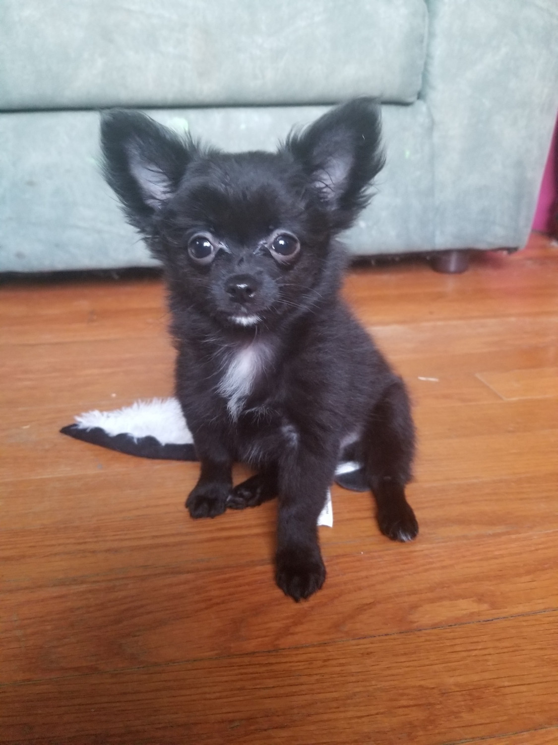 Chihuahua Puppies For Sale Lexington, KY 290573