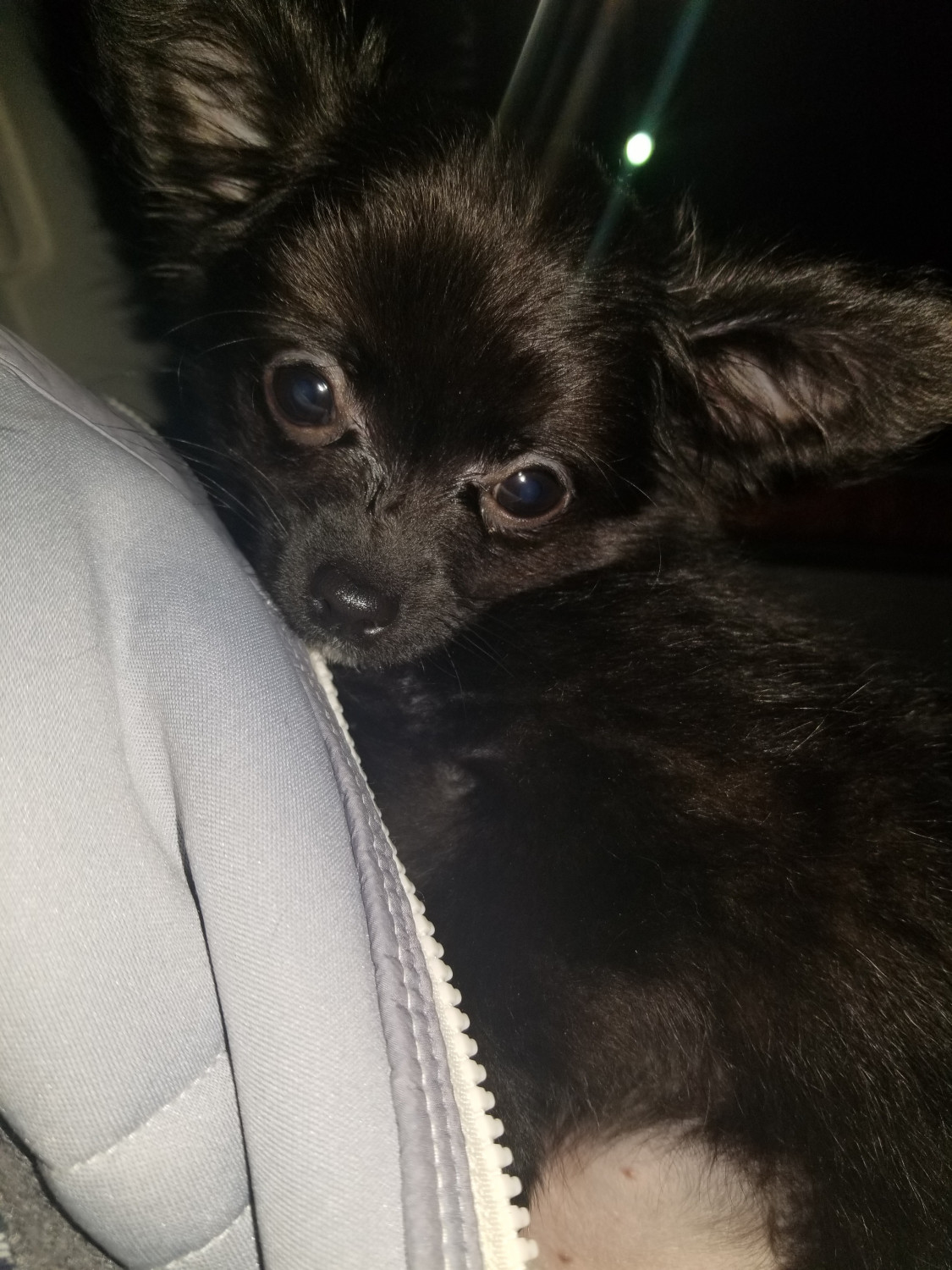 Chihuahua Puppies For Sale Lexington, KY 290573