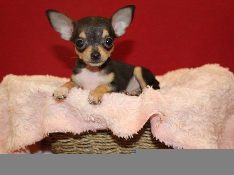 Chihuahua Puppies For Sale Chicago, IL 294696 Petzlover