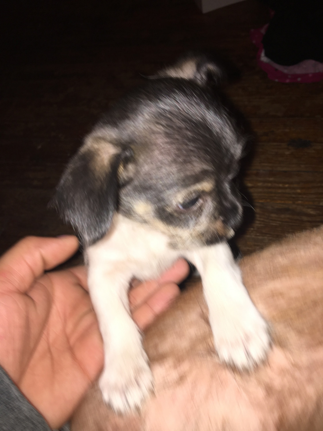 Chihuahua Puppies For Sale In Michigan PetsWall