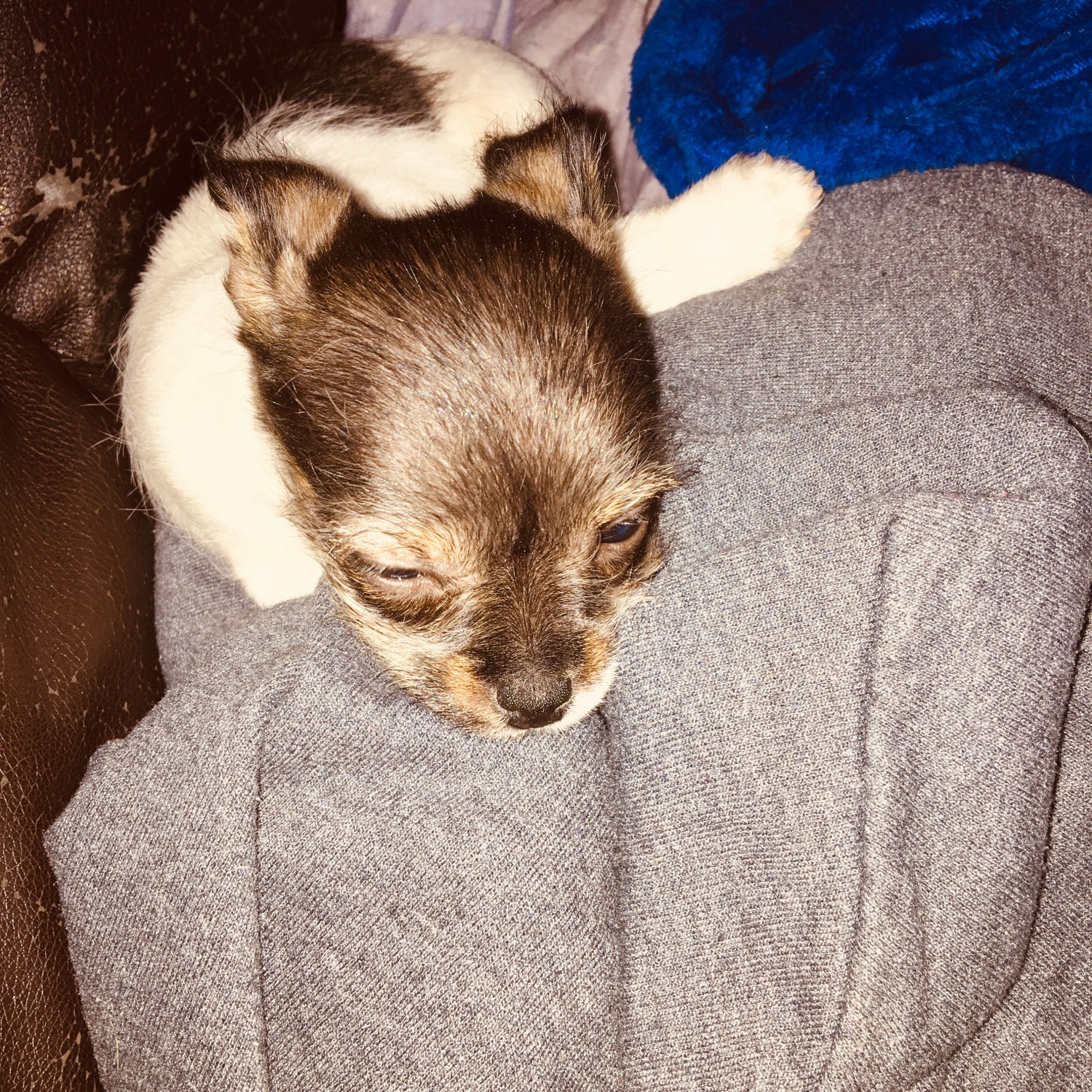 Chihuahua Puppies For Sale Detroit, MI 295574 Petzlover