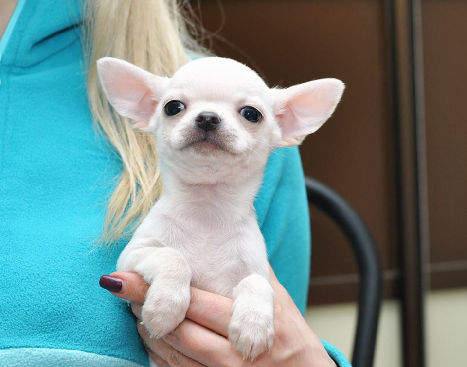 Chihuahua Puppies For Sale Columbia, SC 295981