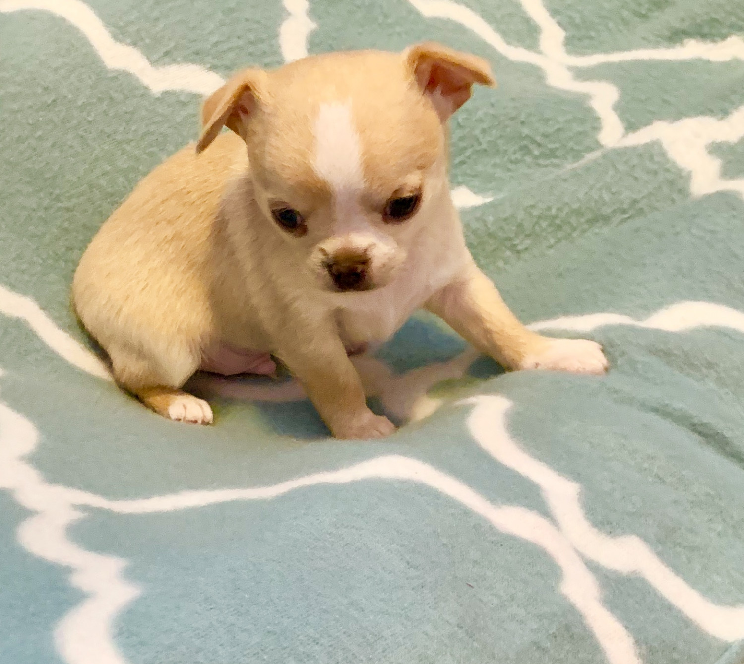 75+ Chihuahua Puppies For Sale Portland Or Photo - Bleumoonproductions