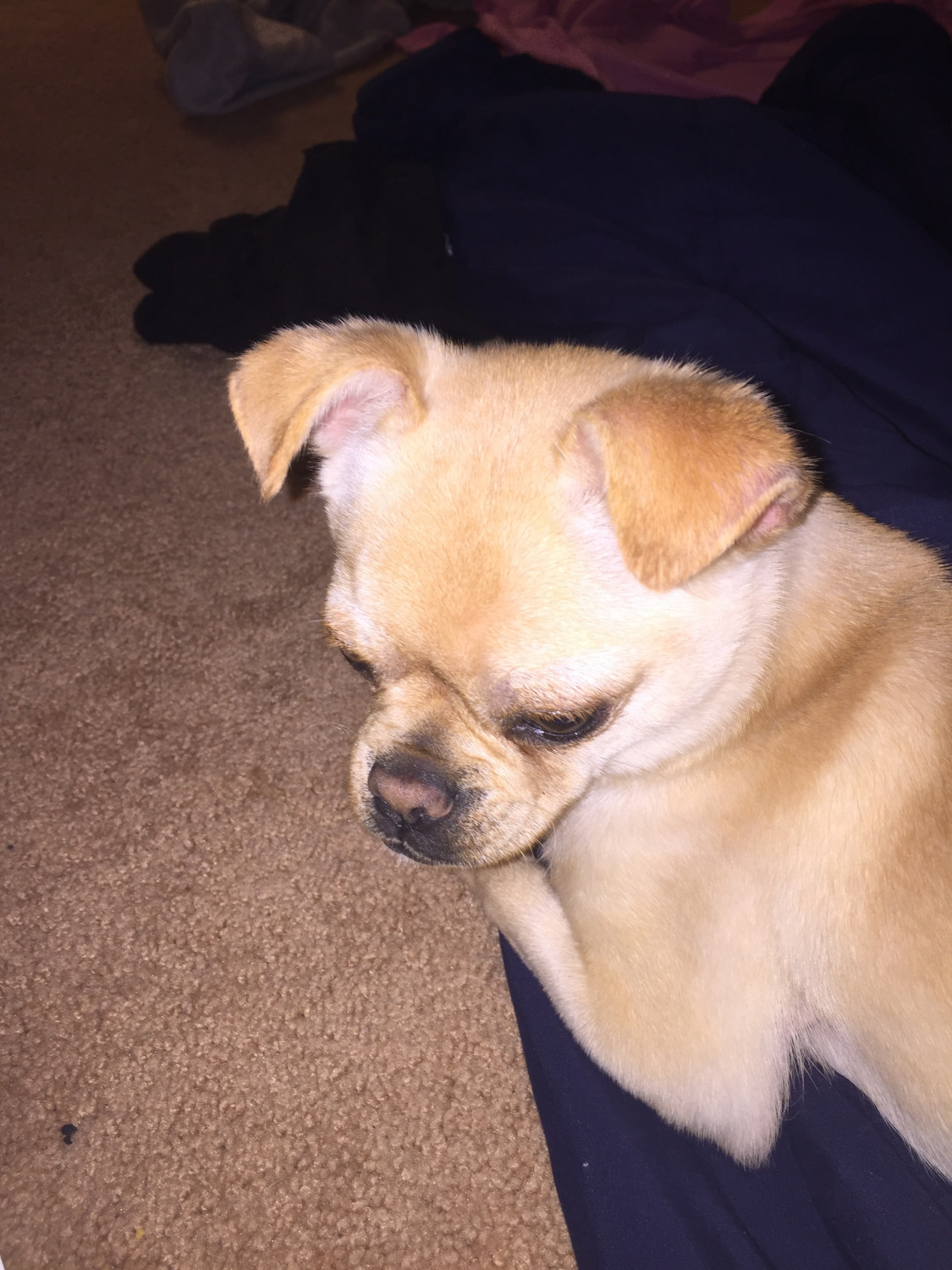 Chihuahua Puppies For Sale Dumfries, VA 296616
