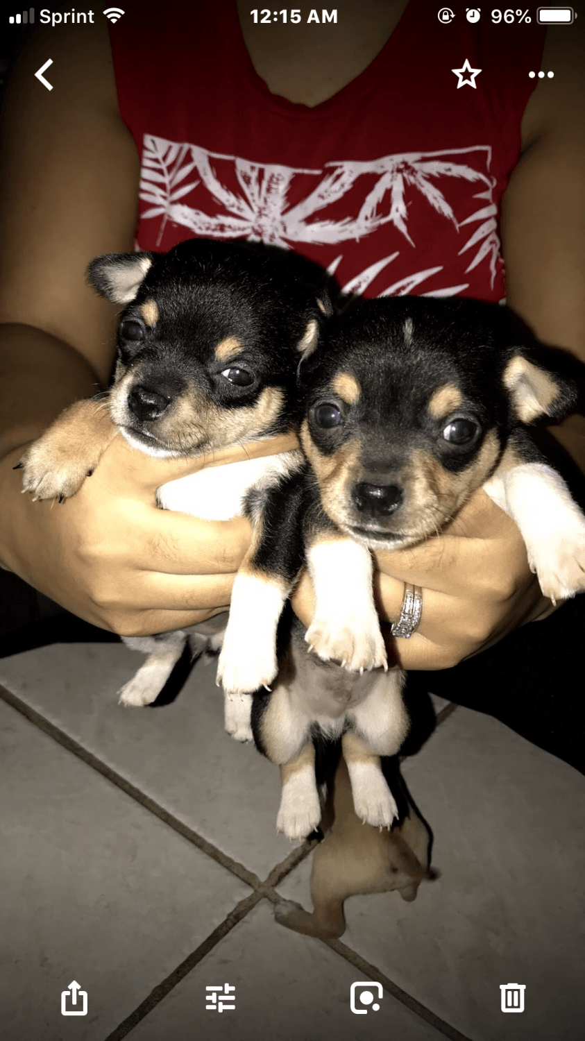 Chihuahua Puppies For Sale Thomasville, NC 296642