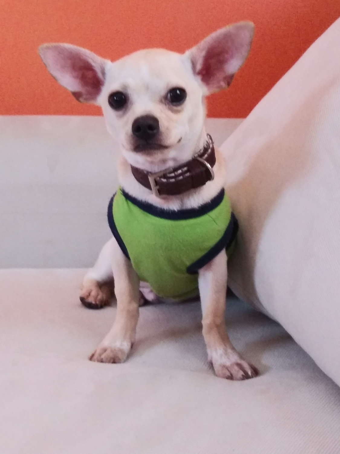 Chihuahua Puppies For Sale Newport News, VA 297679