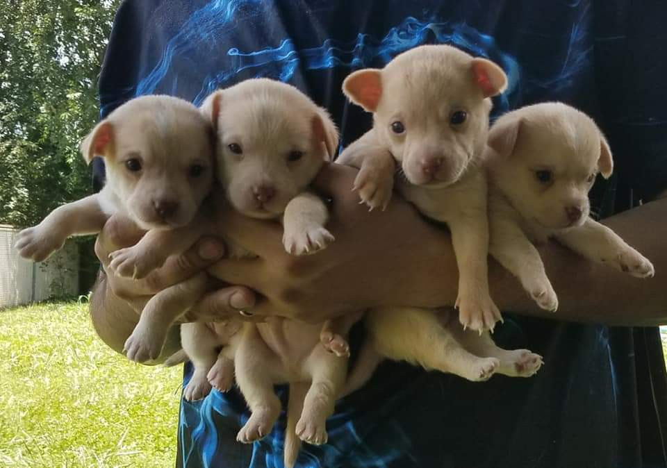 Baby Chihuahua Puppies Goldenacresdogs Com