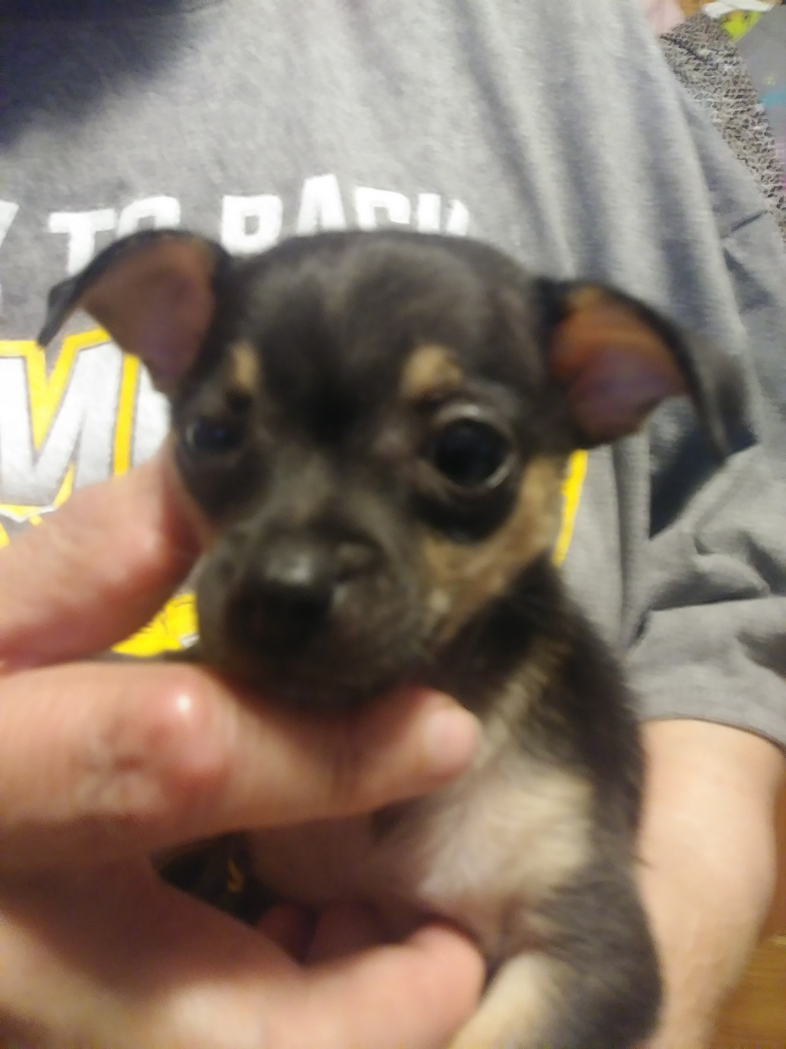 Chihuahua Puppies For Sale In Pa petfinder