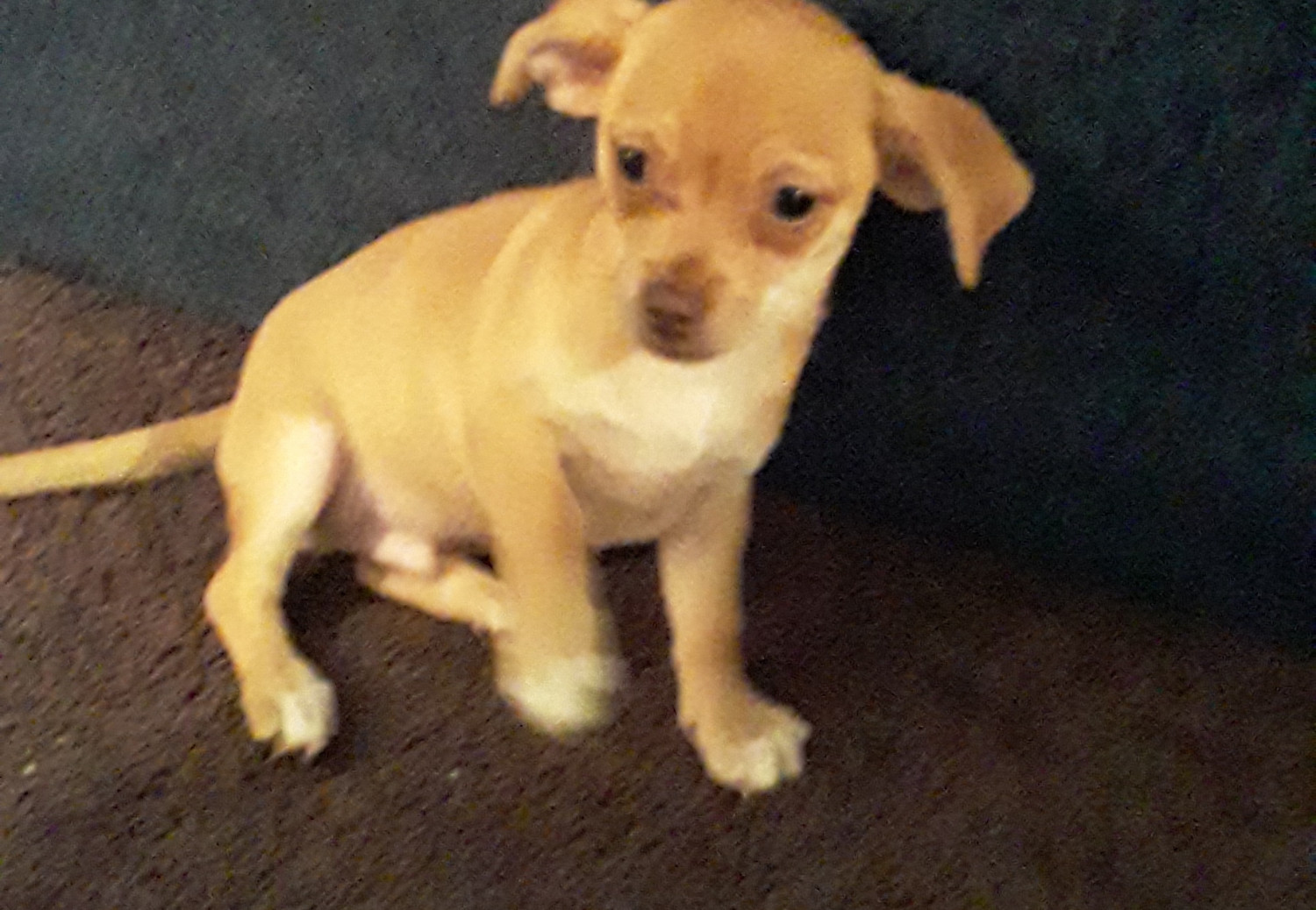 Chihuahua Puppies For Sale Irving, TX 302704 Petzlover
