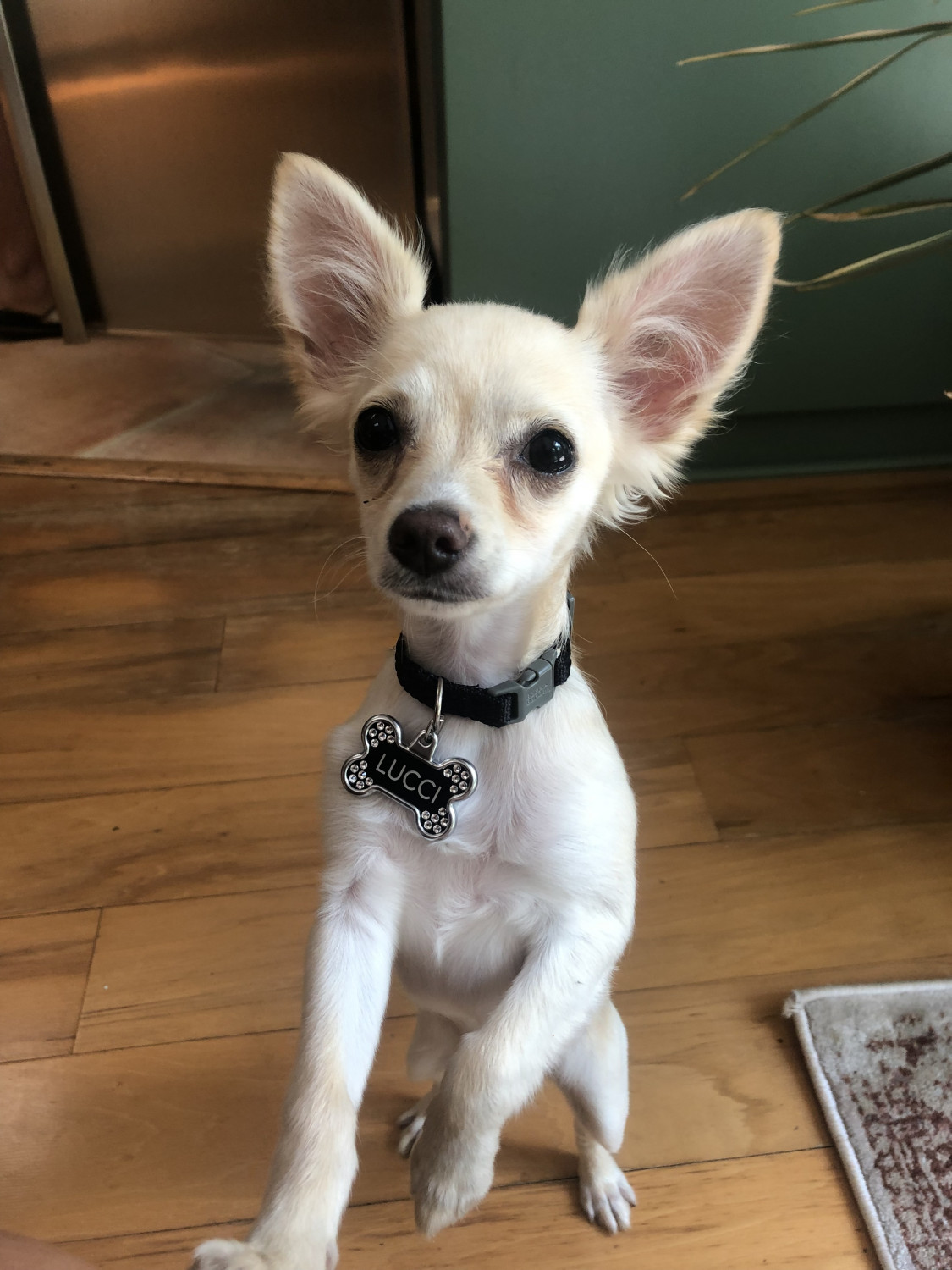 Chihuahua Puppies For Sale Naples, FL 303424 Petzlover